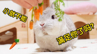 When I saw the carrots I planted for the rabbits, I felt like a complete scapegoat!