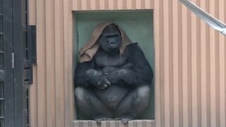 其他猩猩都在玩耍打闹，只有这只猩猩，似乎有点心事....