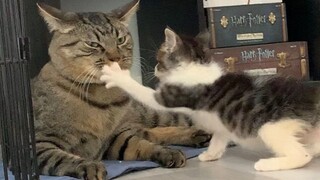 小奶猫以为自己是个王者 大猫给它上了一课