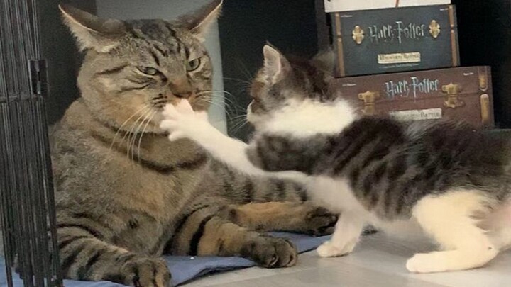 小奶猫以为自己是个王者 大猫给它上了一课