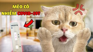 CHÓ VÀ MÈO CÓ NHIỄM COVID-19 HAY KHÔNG?