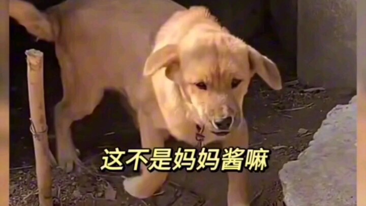 Maaf, Mama Chan, tadi aku memarahimu #anjing