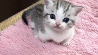 ما هي عواقب ترك القطة تشم الحليب؟
