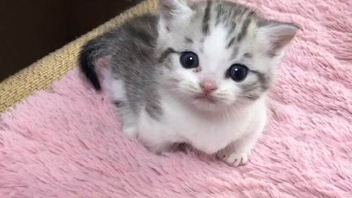 Apa akibatnya membiarkan anak kucing mencium bau susu?
