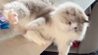 Cats will be embarrassed too!!