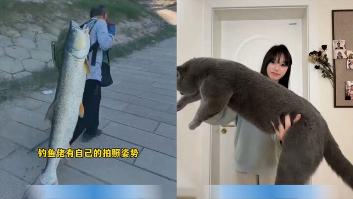 Học chụp ảnh từ dân câu cá, mèo nhà bạn sẽ được chụp thành một chú mèo khổng lồ.