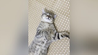 Đẹp traii lỗi tại aiii 😛 meow meocute fyp