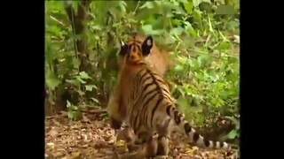 The monkey was trying to kill himself by teasing the tiger, but the branch suddenly broke.