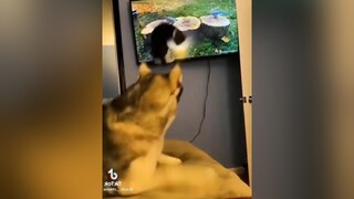 vuinhon haihuoc animals pet 2022 cat dog funny