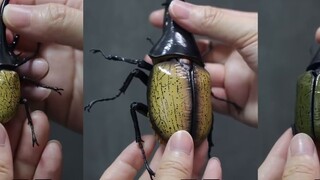 They are all Bandai's gashapon, so what can be achieved with a price difference of 15 times! Big Ill