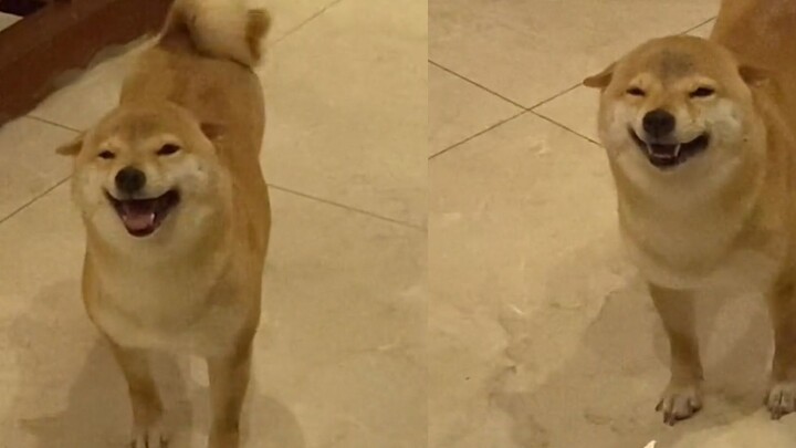 The dog listened to his owner saying good night to him, raised the corners of his mouth, stuck out h