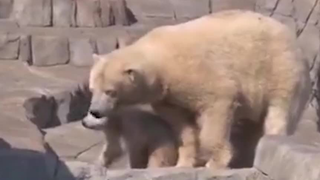 Miếng thịt đến miệng rồi cũng bị anh đổ đi hết.