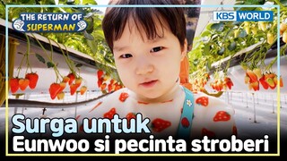 [IND/ENG] Datang ke fest stroberi, Eunwoo happy banget! | The Return of Superman | KBS WORLD 240428