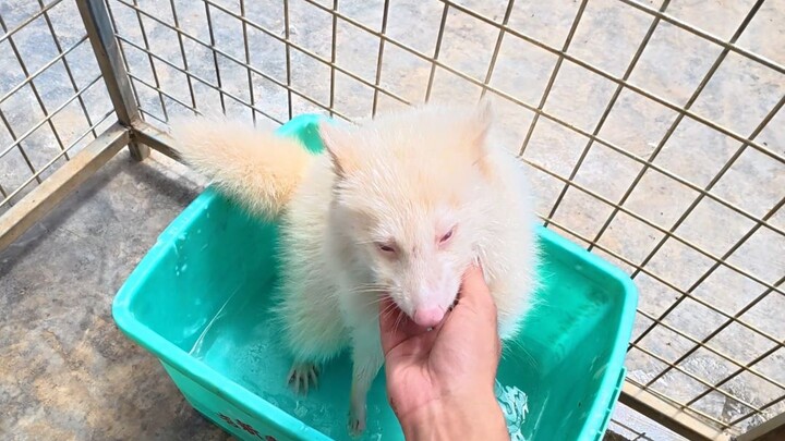 Fengnian is actually so overbearing about guarding his food...