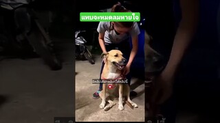 แทบจะหมดลมหายใจ