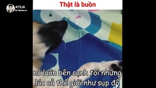 Câu Chuyện Buồn Về Chú Chó Đáng Thương | KTLN_New