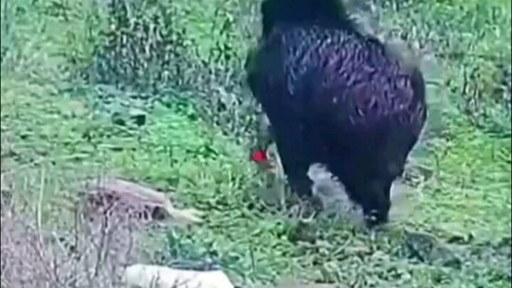 Wild Boar: First of all, I never said I could stop bullets.