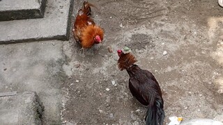Aug 10 Binabae vs Gold