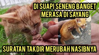 Subhanallah Anak Kucing Ini Tadinya Nangis Di Jalanan Mencari Induknya Sekarang Sudah Bahagia..!