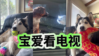 是谁家小狗这么爱看电视呀！