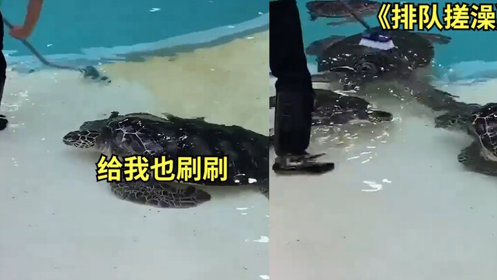 Hilarious! A man was cleaning a pool with a brush, but unexpectedly, turtles came to him and asked h