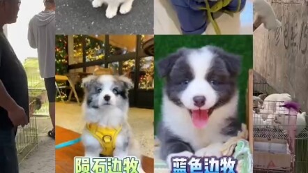 ช่วยแฟนคลับต่างถิ่นเลือกสุนัขเบลเยียมเมอร์ลิน