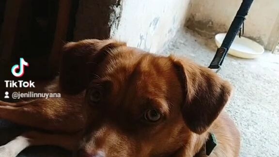 wa paki🤦bloom.x my lazy dog😆