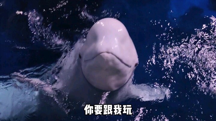 Paus putih rela menggemaskan diri untuk menggoda hanya agar bisa menggigitku sekali!