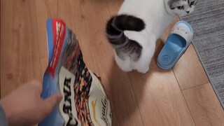 Saya sangat menyukai makanan kucing.