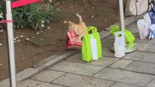 I just like this kind of sick cat haha ...
