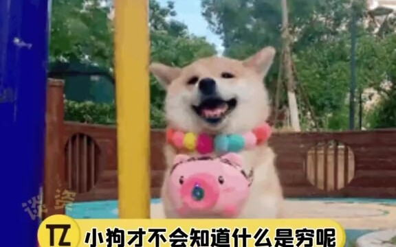 Chó cũng chăm chỉ kiếm tiền nuôi gia đình đấy!