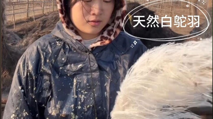 I found a natural white ostrich feather—do you want it?