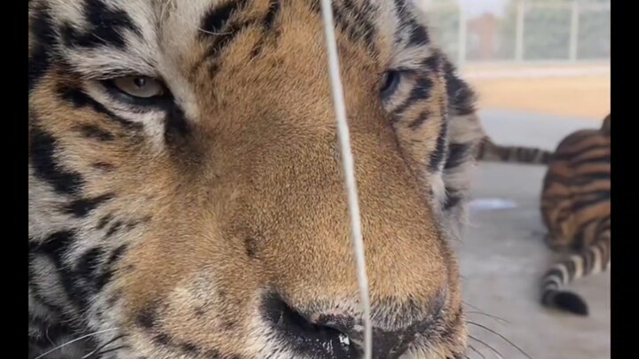 The Traffic King Nan Nan’s Skill at Attracting Customers