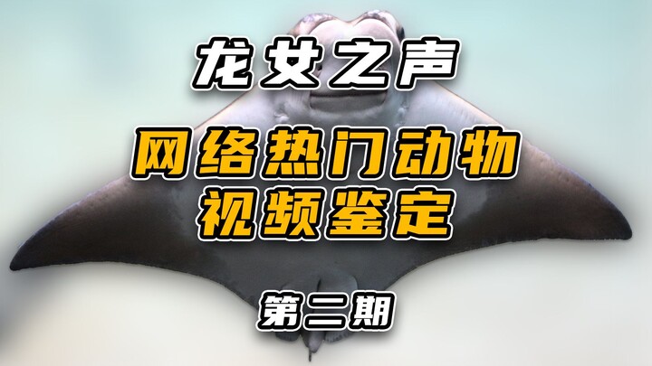 การตรวจสอบวิดีโอดังบนอินเทอร์เน็ตเกี่ยวกับสัตว์ (ตอนที่ 2)