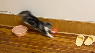 Seluruh game baru ini bermain dengan kucing, membuat kami berdua sangat terhibur