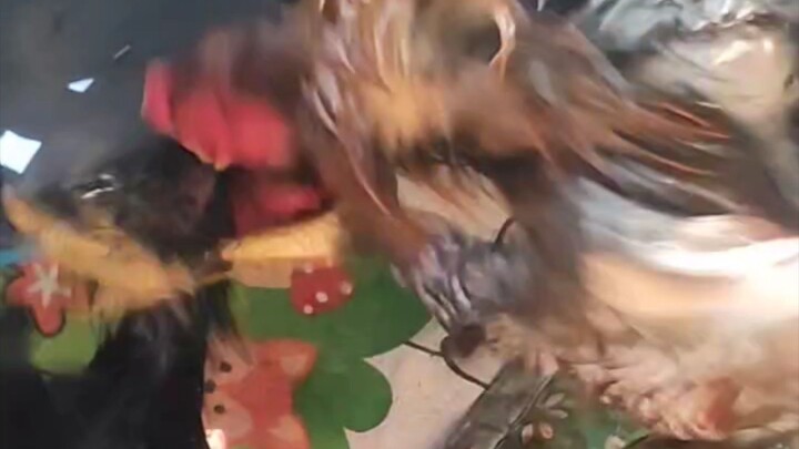 Nando and Kurama inside the Ring.