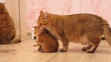 Mom, let me go! ! ! I'm no longer a little kitten!