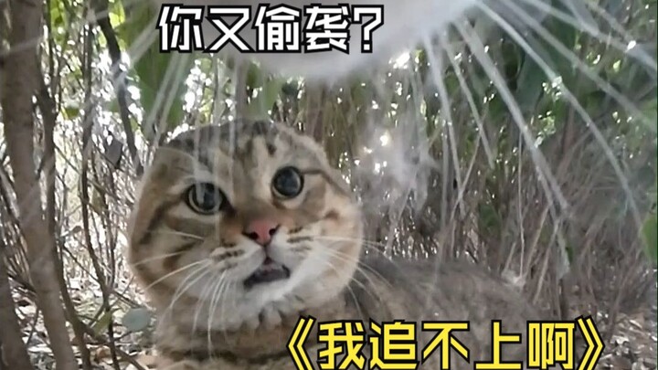 อาจารย์เหมียวเจอ “เพื่อนซี้” แมวเจ้าเล่ห์อีกแล้ว! “จะมาลอบโจมตีอีกแล้วเหรอ? แกมีวิธีอื่นบ้างไหม?”