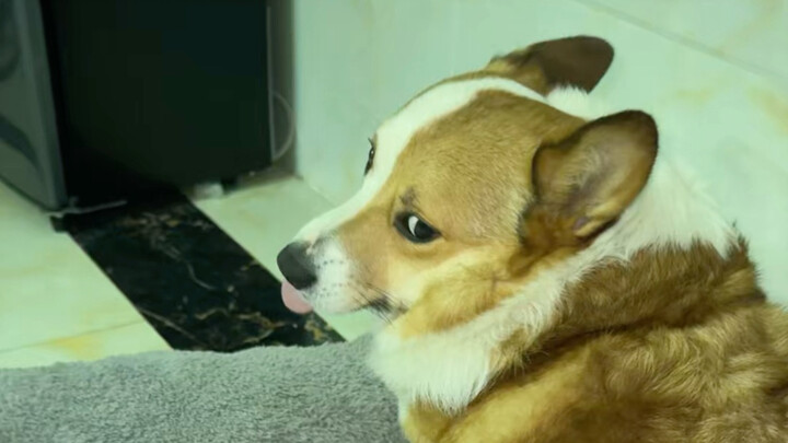 Calling the corgi to dinner in the middle of the night