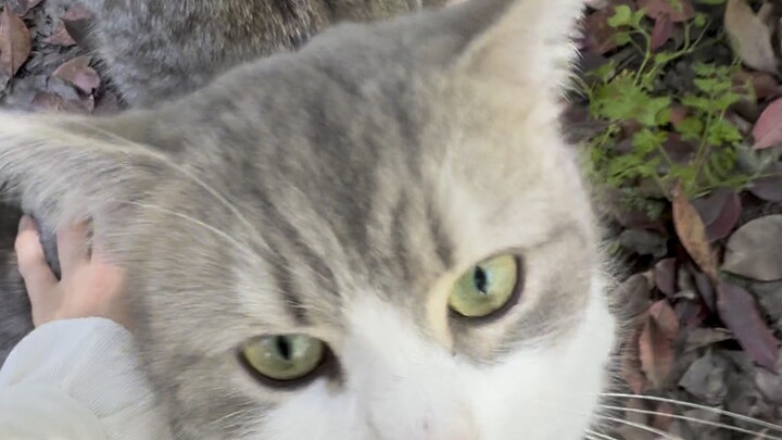 I have to pet the kitten a few times every day.
