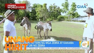 UH Kiddie Time— Zebra Encounter | Unang Hirit
