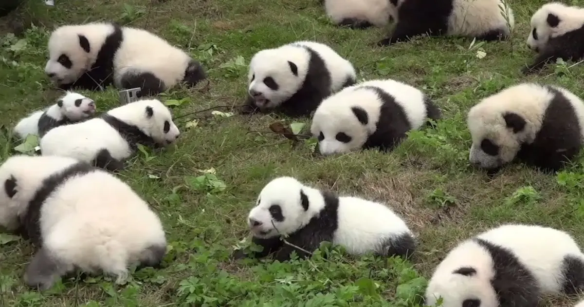 Inplace true pandas. Inplace true pandas