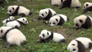 Seluruh Penjuru Sichuan Sungguh Dipenuhi Panda!