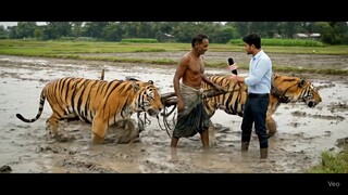 চাচায় বাঘ দিয়ে জমি চাষ করে 😯😯