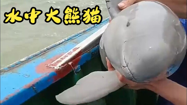 Nó là gấu trúc lớn dưới nước, còn được gọi là "cá ngồi bóc lịch".