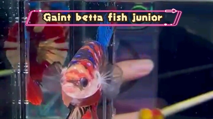 Multicolor Gaint beta's fish
