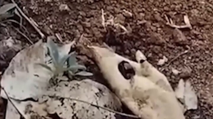 كان الضفدع بخير في المنزل، ولكن تم طرده فجأة!