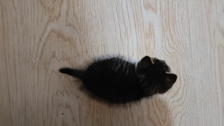 Is this the little kitten you dropped?