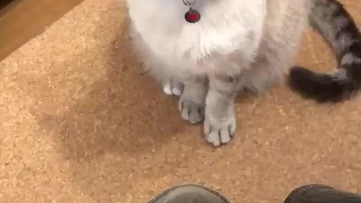 I have heard the sound of this cat yawning more than a hundred times