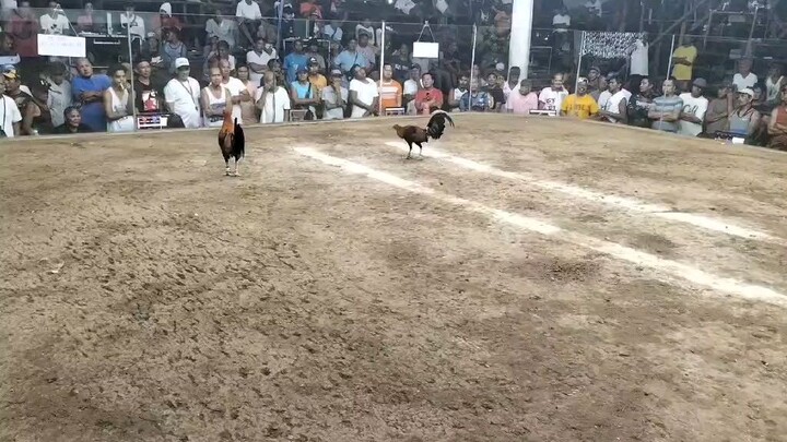 1st fight 2hits